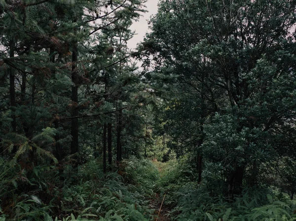 森林景観の美しい眺め — ストック写真