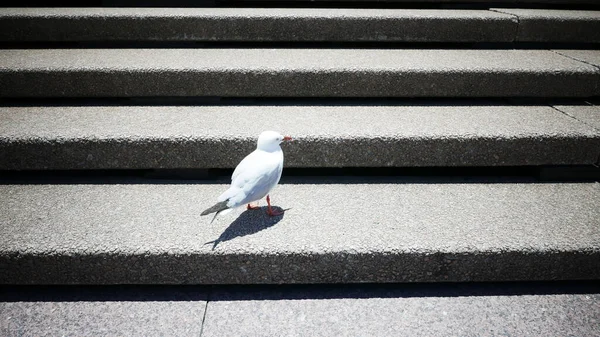 Närbild Liten Fågel — Stockfoto