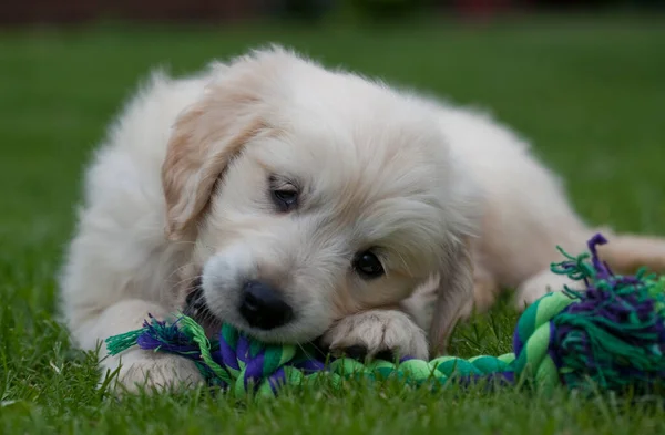 Portrait Cute Dog — Stock Photo, Image