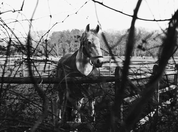 Foto Preto Branco Cavalo — Fotografia de Stock