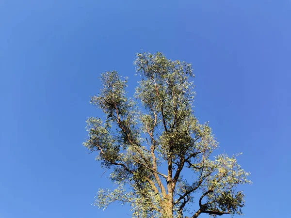 Гілки Дерев Лісі — стокове фото