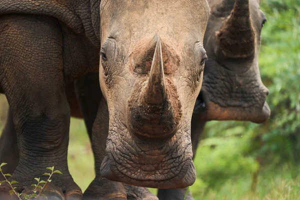 Vue Des Grands Rhinocéros Marchant — Photo
