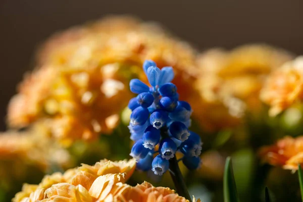 꽃봉오리 봉합선 — 스톡 사진