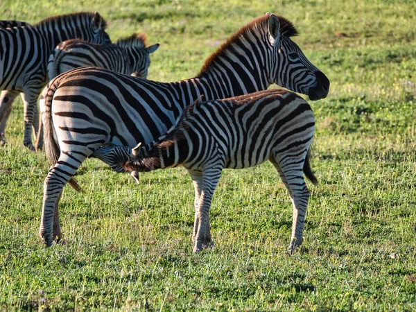 Zebra Kebun Binatang — Stok Foto