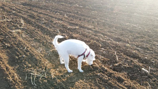 Cane Nel Campo — Foto Stock