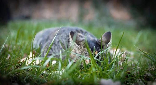 Gatto Nell Erba — Foto Stock