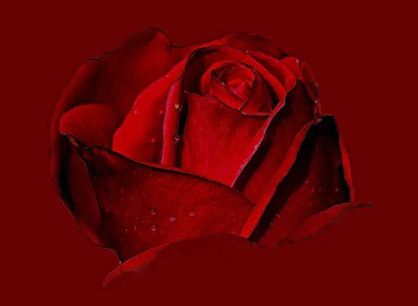 Rote Rose Mit Wassertropfen — Stockfoto