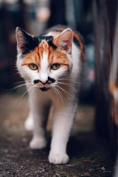 Γάτα Στο Δρόμο — Φωτογραφία Αρχείου