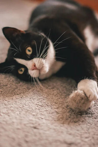 Close Portrait Beautiful Cat — Stock Photo, Image