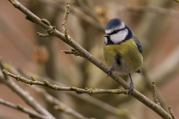 Closeup View Small Bird — Stock Photo, Image