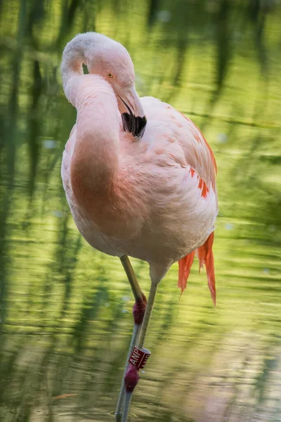 Belo Flamingo Rosa Phoenicopterus Ruber Pelecanus Onocrotalus Walvis Espanha — Fotografia de Stock