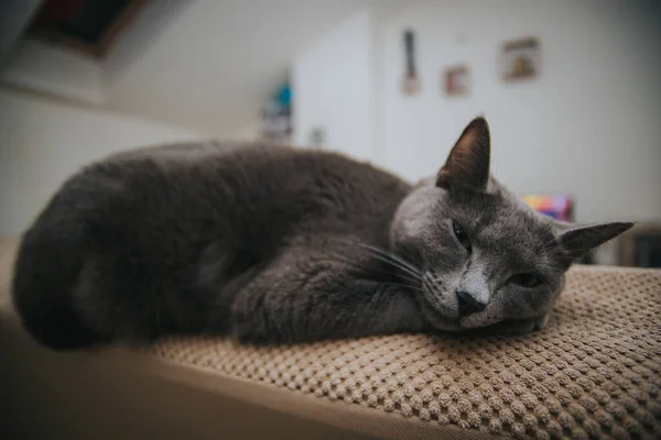 Cat Lying Floor — Stock Photo, Image