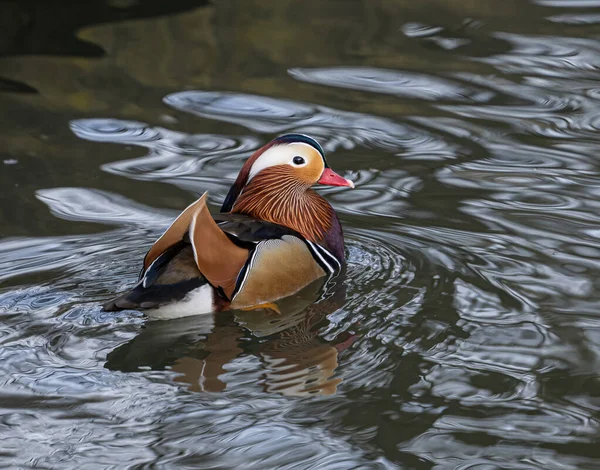 Bel Oiseau Dans Lac — Photo