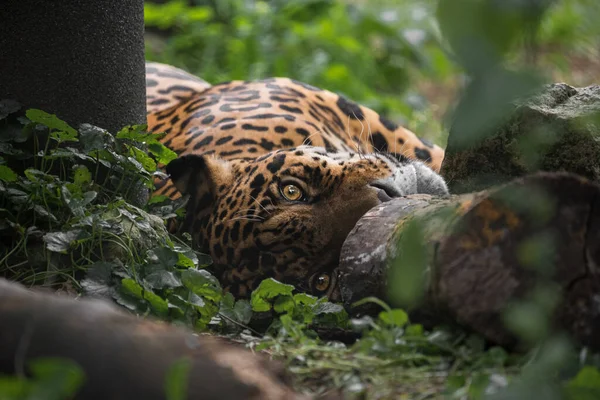 Leopard Zoo — Stock Photo, Image