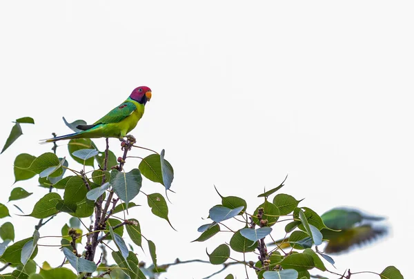 Vista Close Pequeno Papagaio — Fotografia de Stock