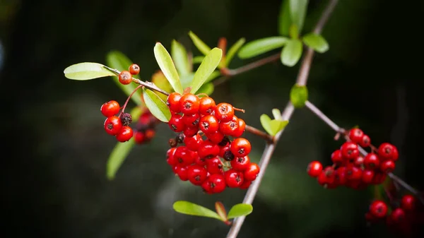 Rote Beeren Des Baumes Garten — Stockfoto