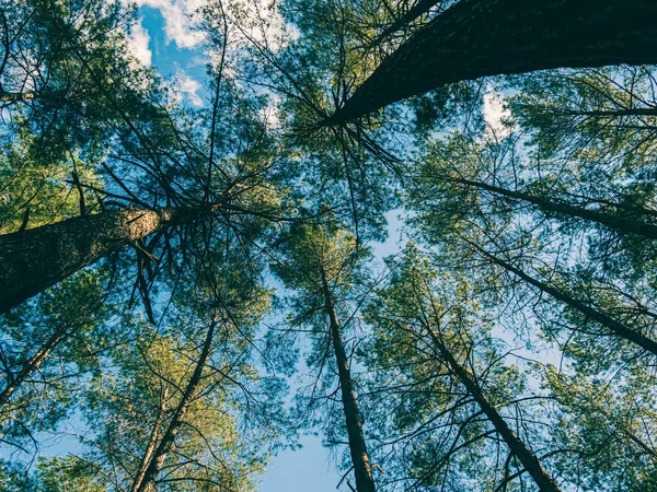 Belle Vue Sur Forêt Montagne — Photo