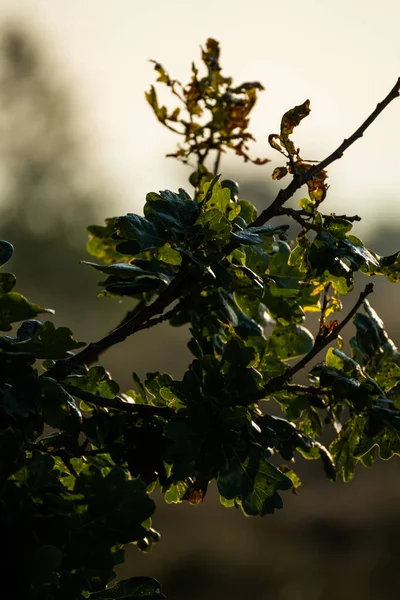 Krásný Botanický Záběr Přírodní Tapety — Stock fotografie