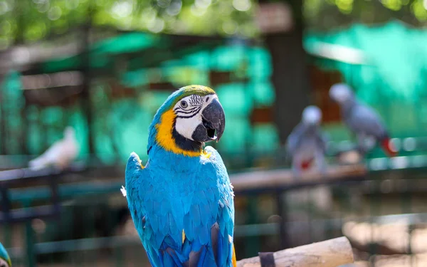 Papagaio Arara Azul Árvore — Fotografia de Stock