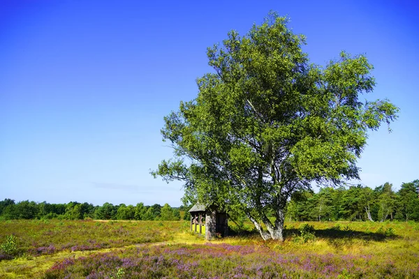 Hermoso Paisaje Primavera Con Árbol Cielo Azul — Foto de Stock