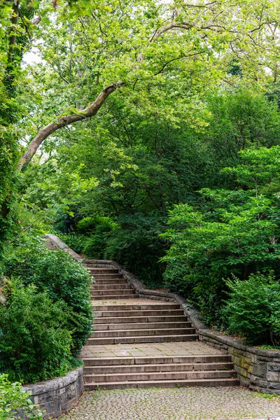 Houten Treden Het Bos — Stockfoto