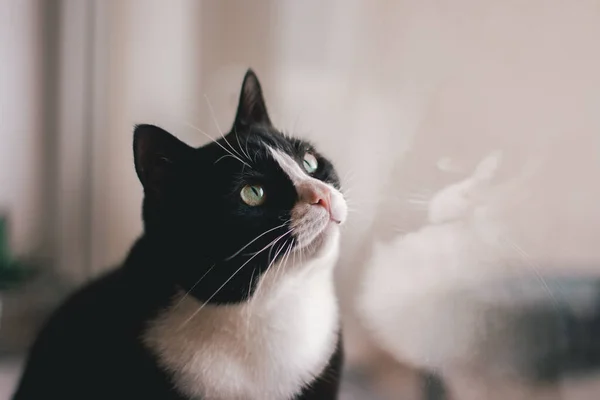 Black White Cat Beautiful Eyes — Stock Photo, Image