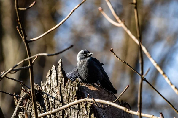 Nahaufnahme Eines Kleinen Vogels — Stockfoto