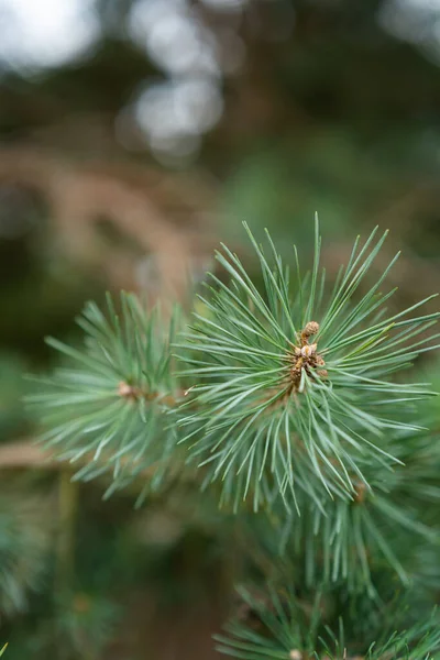 Kotte Gren Ett Träd — Stockfoto