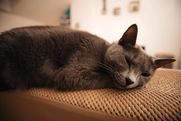 Chat Couché Sur Canapé — Photo