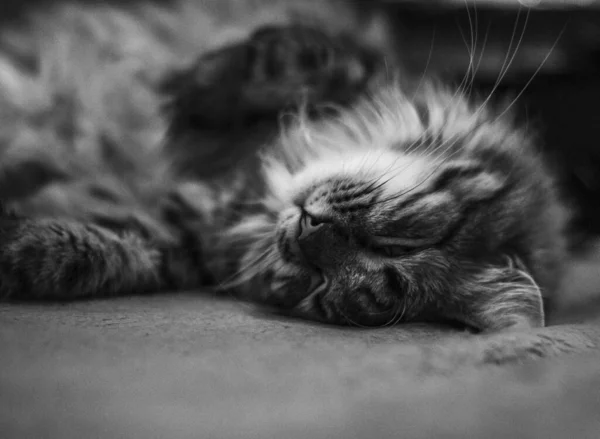 Closeup View Cute Cat — Foto Stock