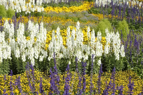 Botaniczne Ujęcie Kwiaty Zbliżenie — Zdjęcie stockowe