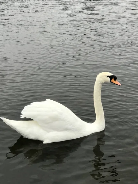 Fehér Hattyú Tavon — Stock Fotó