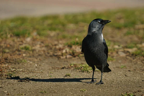 Nahaufnahme Eines Kleinen Vogels — Stockfoto