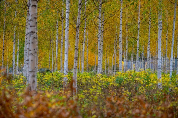 Herfstbos Met Gele Bladeren Bomen — Stockfoto