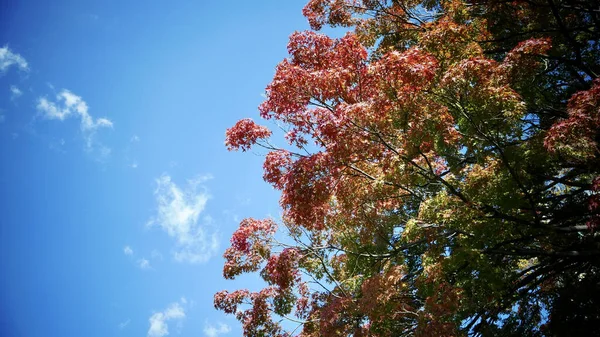 Feuilles Automne Flore Saison Automne — Photo