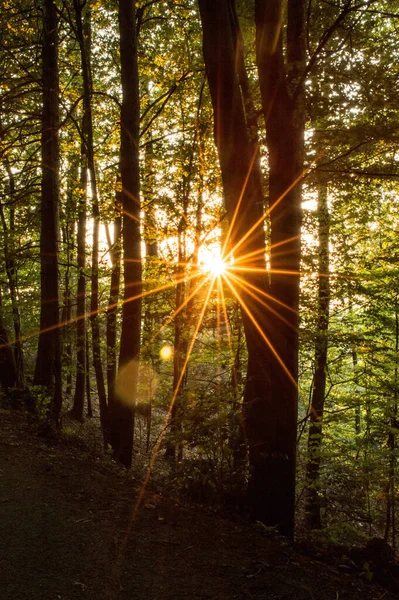 Hermoso Bosque Por Mañana — Foto de Stock