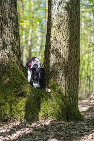 Een Hond Het Bos — Stockfoto