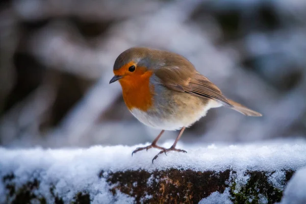 Bird Sits Branch Tree — Stock Photo, Image