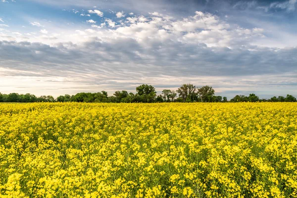 Желтое Рапсовое Поле Сельской Местности — стоковое фото