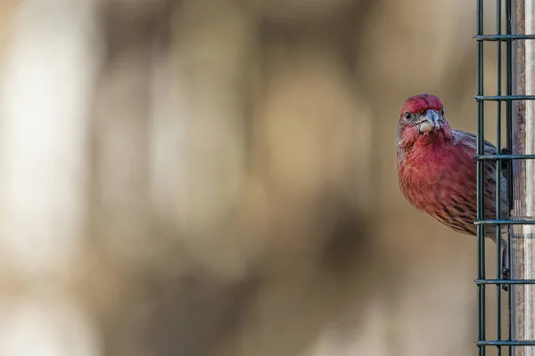 Vedere Închidere Păsărilor Mici — Fotografie, imagine de stoc