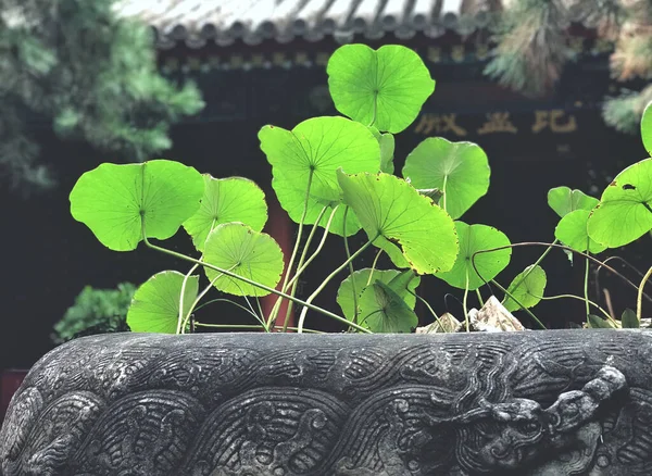 Feuilles Vertes Dans Jardin — Photo