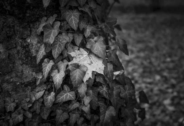 Autumn Leaves Forest — Stock Photo, Image