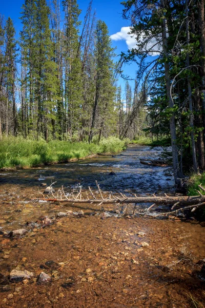 Rivière Dans Forêt — Photo