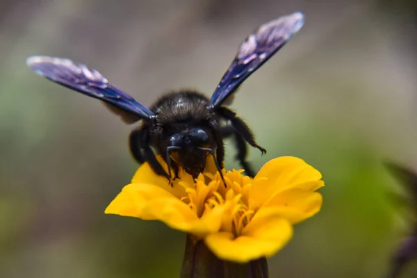 Abeja Una Flor — Foto de Stock