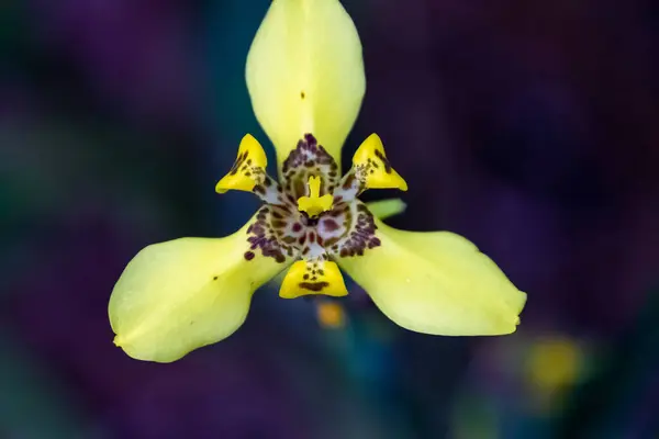 花园里美丽的黄色兰花 — 图库照片