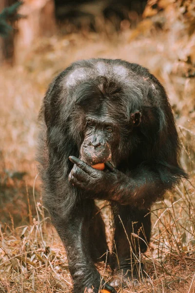 Ormanda Genç Bir Orangutanın Yakın Plan Fotoğrafı — Stok fotoğraf