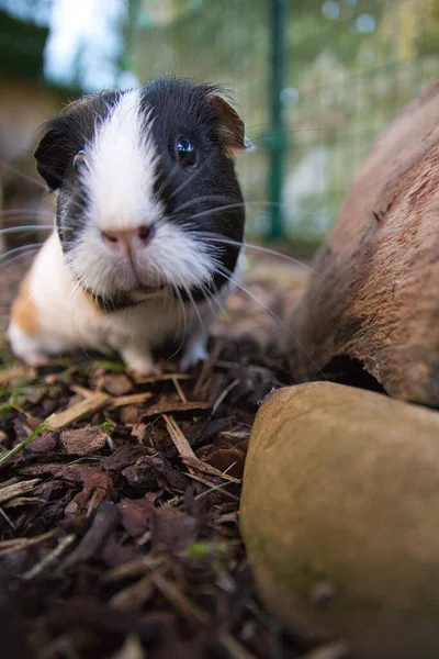 Guinea Prasata Detailní Pohled — Stock fotografie