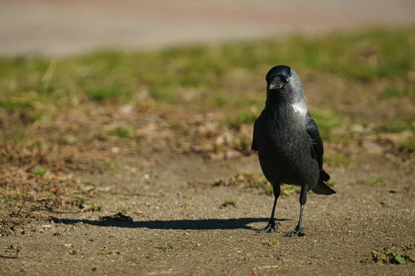 Eine Schwarze Krähe Auf Einem Grünen Gras — Stockfoto