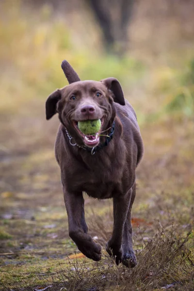 Perro Parque — Foto de Stock