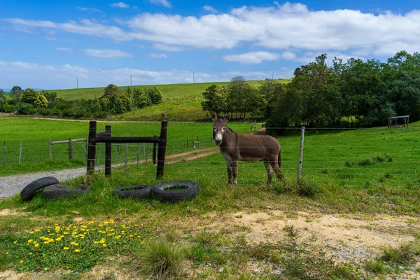 Cheval Dans Champ — Photo